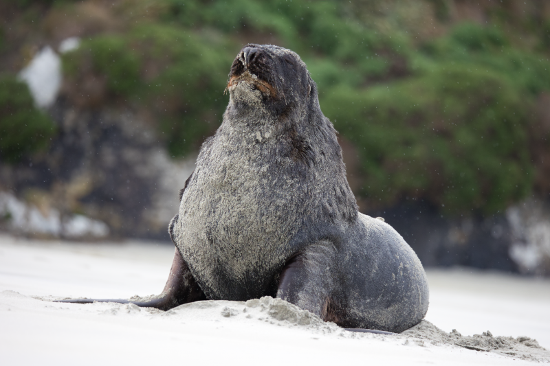 Seals and Sea Lions